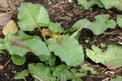 Rumex obtusifolius