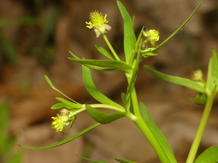 Ranunculus allegheniensis