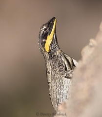 Amphibolurus centralis