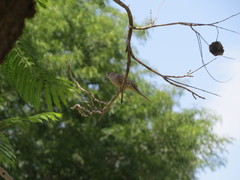 Columbina inca