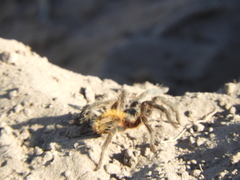 Plesiopelma longisternale
