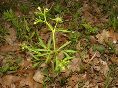 Ranunculus allegheniensis