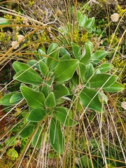 Brachyglottis elaeagnifolia