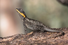 Amphibolurus centralis