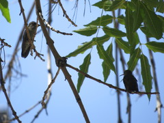 Trochilidae