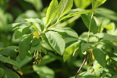 Oemleria cerasiformis