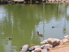 Anas platyrhynchos