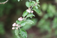 Malus domestica