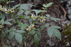 Solanum appendiculatum