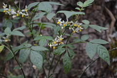 Solanum appendiculatum