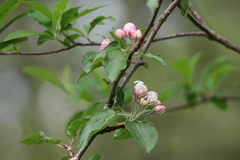 Malus domestica
