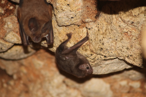Hairy-legged Vampire Bat