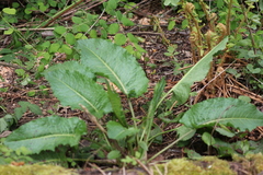 Rumex obtusifolius