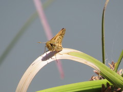 Hylephila phyleus