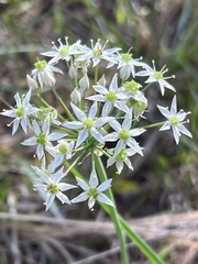 Amerallium