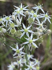 Amerallium