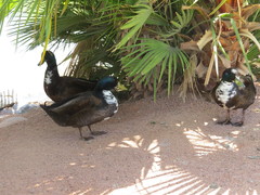 Anas platyrhynchos domesticus