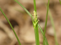 Carex willdenowii