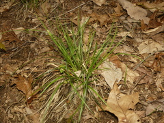Carex willdenowii