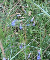 Lobelia flaccida flaccida