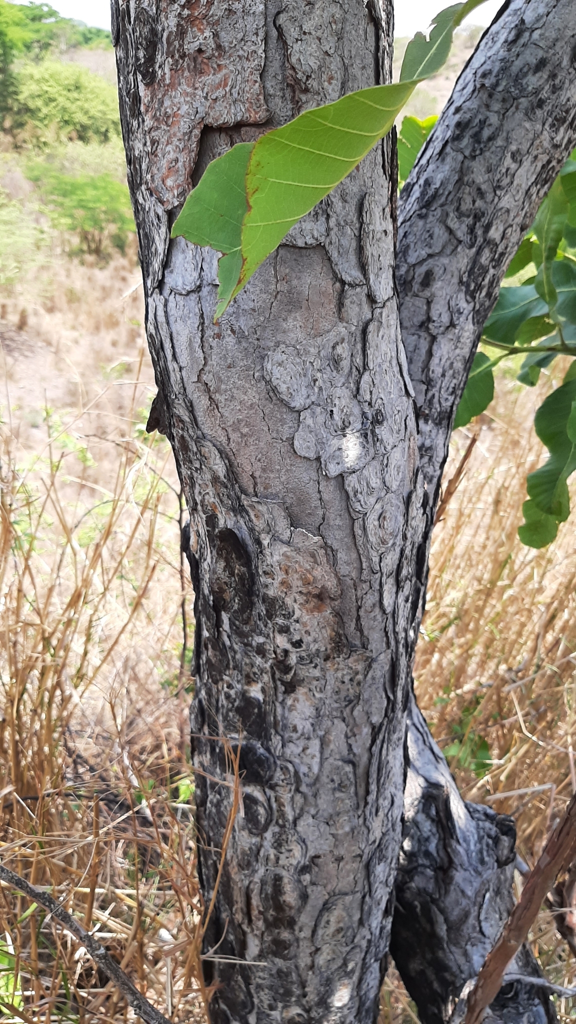 Curatella Roots Curatella americana L.