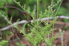 Pteridium aquilinum