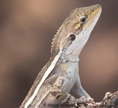 Amphibolurus centralis