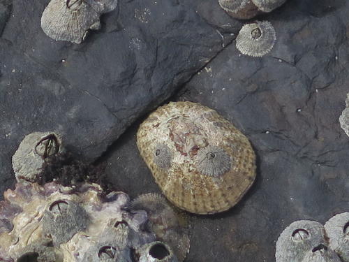 Scutellastra natalensis