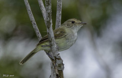 Euscarthmus meloryphus