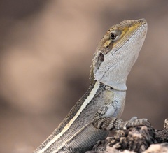 Amphibolurus centralis
