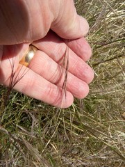 Aristida ternipes gentilis