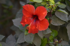 Hibiscus rosa-sinensis