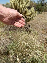Aristida ternipes gentilis