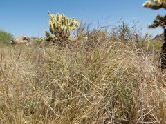 Aristida ternipes gentilis