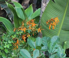 Crocosmia aurea aurea