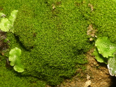Amphidium mougeotii