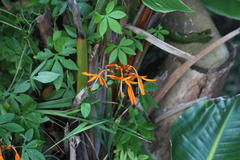 Crocosmia aurea aurea