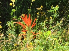 Castilleja minor stenantha