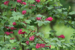 Ribes sanguineum