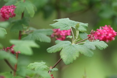 Ribes sanguineum