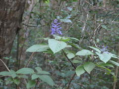 Plectranthus ecklonii
