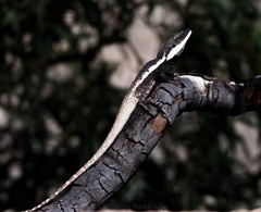 Amphibolurus centralis