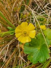 Ranunculus nivicola