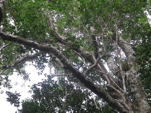 Heywoodia lucens, photograph 3