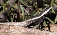 Amphibolurus centralis