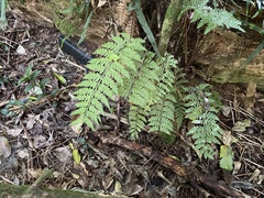 Asplenium bulbiferum