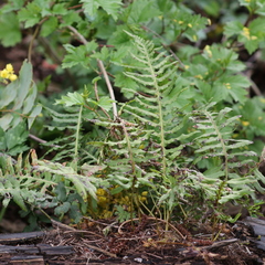 Polypodium glycyrrhiza