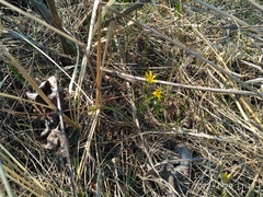 Gagea hiensis
