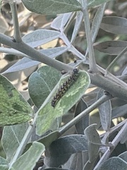 Uresiphita reversalis