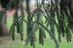Picea abies